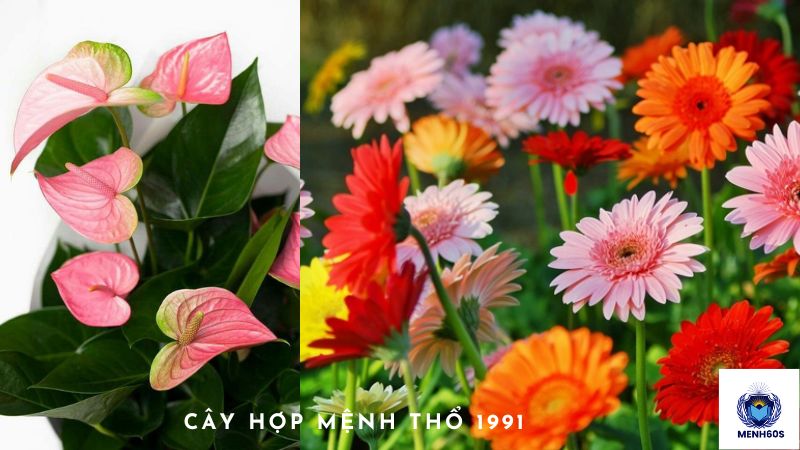 Cây Hợp Mệnh Thổ 1991