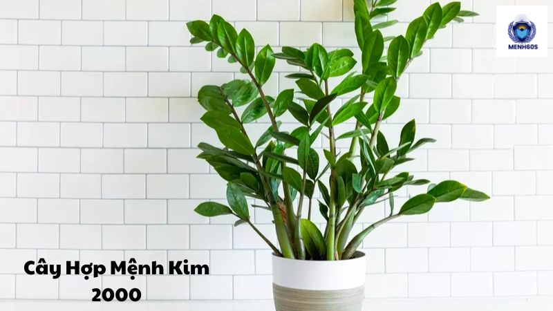 Cây Hợp Mệnh Kim 2000