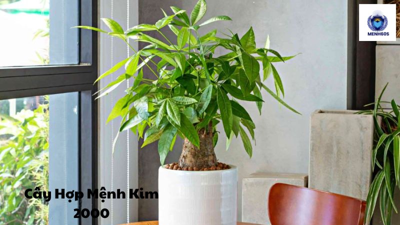 Cây Hợp Mệnh Kim 2000