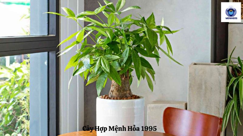 Cây Hợp Mệnh Hỏa 1995