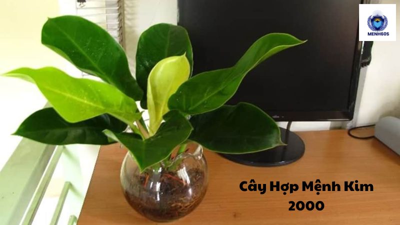 Cây Hợp Mệnh Kim 2000