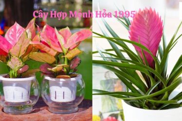 Cây Hợp Mệnh Hỏa 1995