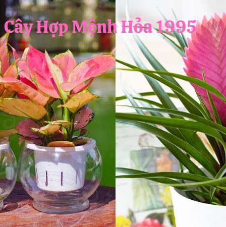 Cây Hợp Mệnh Hỏa 1995