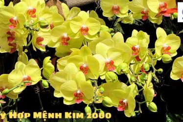 Cây Hợp Mệnh Kim 2000