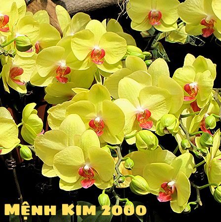 Cây Hợp Mệnh Kim 2000