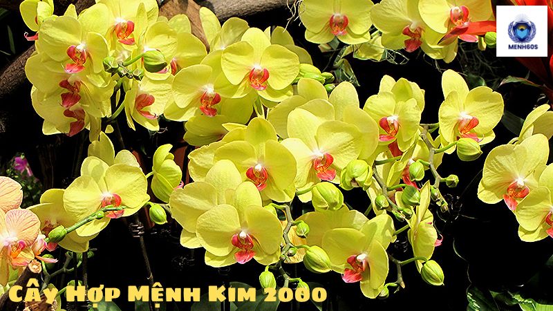 Cây Hợp Mệnh Kim 2000