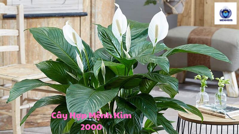 Cây Hợp Mệnh Kim 2000