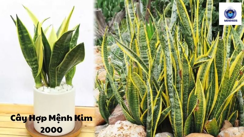 Cây Hợp Mệnh Kim 2000