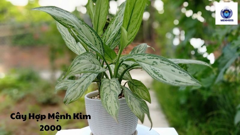 Cây Hợp Mệnh Kim 2000