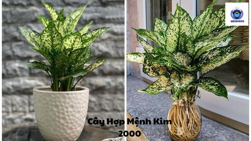 Cây Hợp Mệnh Kim 2000